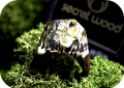 Secret Wood Gift Card