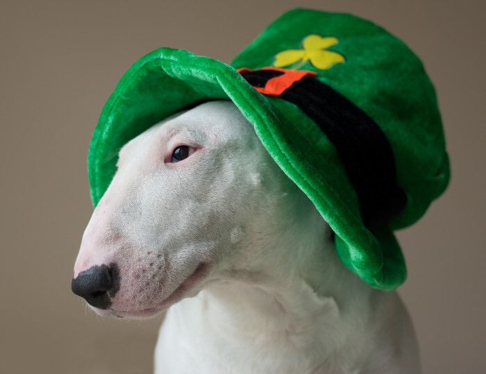 How To Celebrate St. Patrick’s Day in an Irish Way